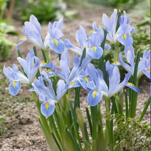 Tīkliņīrisi ''Blue Palnet" 